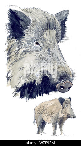 Abbildung: Wildschwein (Sus scrofa) Kopf und ganze Tier. Bleistift und Aquarell Malerei. Stockfoto