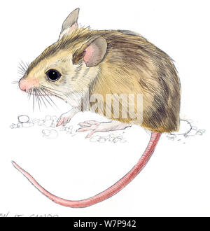 Abbildung: Woodmouse/Long-tailed FELDMAUS (APODEMUS SYLVATICUS). Bleistift und Aquarell Malerei. Stockfoto