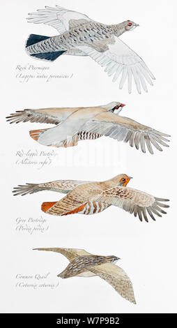 Abbildung: Raufußhühner (Tetraoninae) Unterfamilie der Phasianidae,: Rock Ptarmigan (Lagopus mutus pyrenaicus), Red-legged Partridge (alectoris Rufa), Rebhuhn (Perdix perdix) und Gemeinsame Wachtel (Coturnix coturnix). Bleistift und Aquarell Malerei. Stockfoto