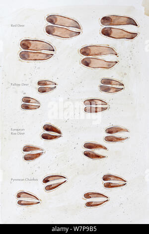 Abbildung: Rotwild: Rotwild (Cervus elaphus), Damwild (Dama Dama), Europäische Reh (Capreolus capreoolus) und Pyrenäen Gämsen (Rupicapra pyrenaica) Bleistift und Aquarell Malerei. Stockfoto