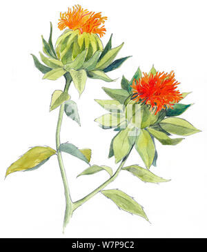 Abbildung: Färberdistel (Carthamus tinctorius. Bleistift und Aquarell Malerei. Stockfoto