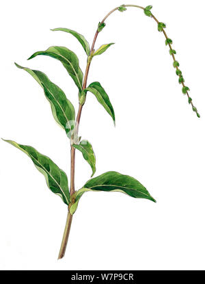 Abbildung: Wasser Pfeffer (Polygonum hydropiper). Bleistift und Aquarell Malerei. Stockfoto