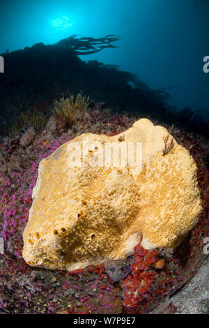 Langweilig Schwamm (Cliona celata) Vingt Clos, Sark, Britische Kanalinseln, August. Stockfoto