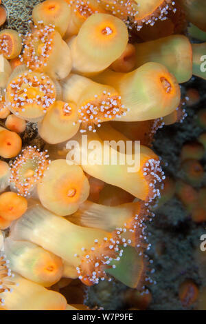 Jewel Anemonen (Corynactis viridis). Pavlaison, Sark, Britische Kanalinseln, Juli. Stockfoto