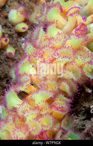 Jewel Anemonen (Corynactis viridis) Kolonie. Les Dents, Sark, Britische Kanalinseln, Juli. Stockfoto