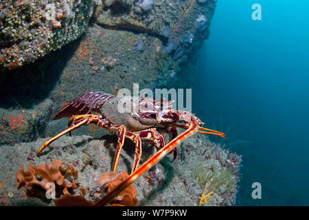 Langusten/Langusten (Palinurus-Arten elephas). L'Etac, Sark, Britische Kanalinseln, August. Stockfoto