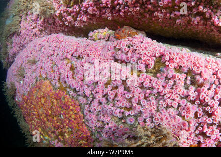 Jewel Anemonen (Corynactis viridis) und Parablennius gattorugine Tompot Blenny (). Vingt Clos, Sark, Britische Kanalinseln, August. Stockfoto