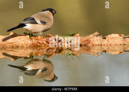 Gimpel (Pyrrhula pyrrhula) Weibliche im Wald Teich spiegelt, Sheffield UK März Stockfoto