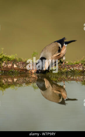 Gimpel (Pyrrhula pyrrhula) Reflexion der weiblichen nehmen einen Drink von Woodland Teich, Sheffield UK März Stockfoto