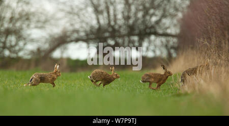 Europäischen Feldhasen (Lepus europeas) vier von Feld läuft, Peak District, UK Juni Stockfoto