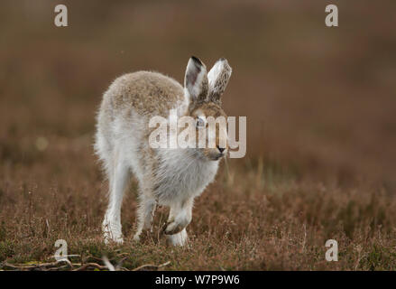 Schneehase (Lepus Timidus) läuft in halben Sommerfell, Peak District, UK April Stockfoto