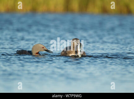 Red throated Diver (Gavia stellata) auf Wasser, männlichen Fisch an weibliche als Pre-Paarung Geschenk, Island, Juni Stockfoto