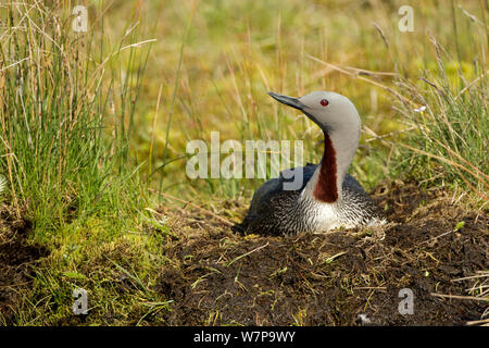 Red throated Diver (Gavia stellata) bebrüten die Eier im Nest, Island Juni Stockfoto