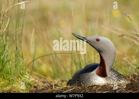 Red throated Diver (Gavia stellata) bebrüten die Eier im Nest, Island Juni Stockfoto