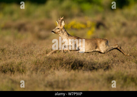 Reh (Capreolus capreolus) erwachsenen Hirsch über Heide, in den Niederlanden Stockfoto