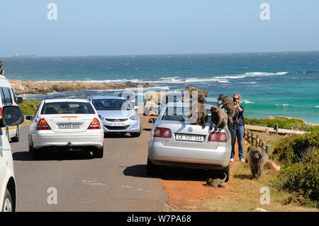 Chacma baboon (Papio hamadryas ursinus) Truppe auf dem Auto mit Straßenkontrollen während touristische Fotos nimmt, Cape Point, Tafelberg Nationalpark, Kapstadt, Südafrika, Oktober Stockfoto