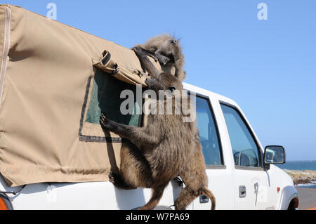 Chacma baboon (Papio hamadryas ursinus), die versuchen, in das Fahrzeug zu brechen. Cape Point Nationalpark, Kapstadt, Südafrika, Oktober Stockfoto