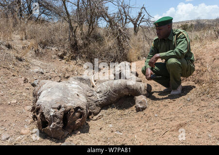 Weiße Nashörner (Rhinocerotidae)) Schlachtkörper von Tieren pochierte für sein Horn, eine Woche nach der Tötung, mit Security Officer John tanui, Lewa Conservancy, Laikipia, Kenia, September 2012. Stockfoto