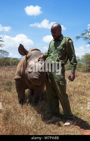 Schwarzes Nashorn (Diceros bicornis) verwaiste Kalb mit Security Officer John tanui bei Lewa Wildlife Conservancy, Laikipia, Kenia, Afrika, September 2012 Stockfoto