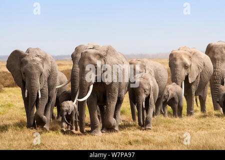 Afrikanischer Elefant (Loxodonta africana) Familie Herde auf dem verschieben, Amboseli National Park, Kenia Stockfoto