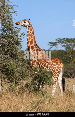 Rothschild's Giraffe (Giraffa Camelopardalis rothschild) Fütterung auf die Vegetation, Lake Nakuru, Kenia Stockfoto