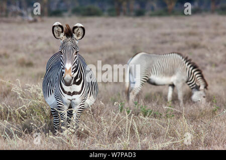 Grevy Zebra (Equus grevyi) zwei Beweidung auf die Savanne, ein sehr schwanger, Lewa Conservancy, Laikipia, Kenia Stockfoto