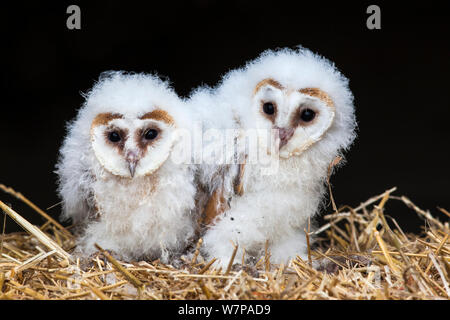 Schleiereule (Tyto alba) zwei Küken, Cumbria, Großbritannien gefangen Stockfoto