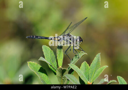 Schwarz (Sympetrum Danae sympetrum Libelle) männlich in Ruhe, Studland Heide NNR, Dorset, Großbritannien Stockfoto