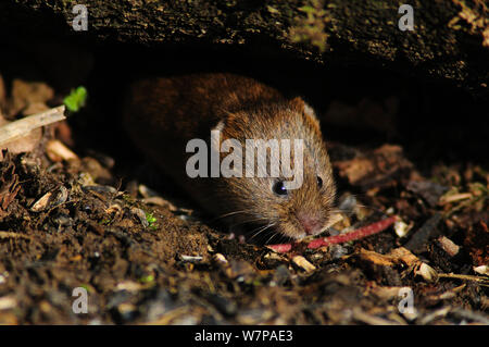 Bank vole (Myodes Glareolus) besuchen Vogel Futterstelle im Winter für Lebensmittel, Dorset, Großbritannien, Februar Stockfoto