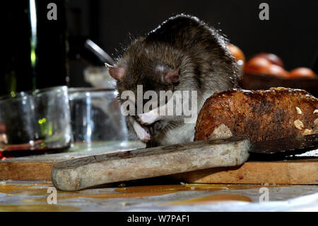 Braune Ratte (Rattus norvegicus) Grooming auf Tisch mit Essen, Frankreich, März gefangen Stockfoto