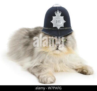 Silber Tabby chinchilla Perser Kater, der Kosmos, das Tragen eines Polizei Helm. Stockfoto