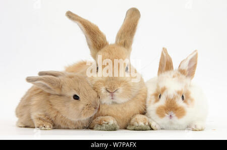 Sandy Kaninchen und zwei Babys Stockfoto