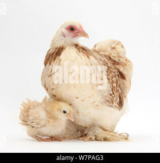 Bantam frizzle Feder Huhn Henne und Küken. Stockfoto