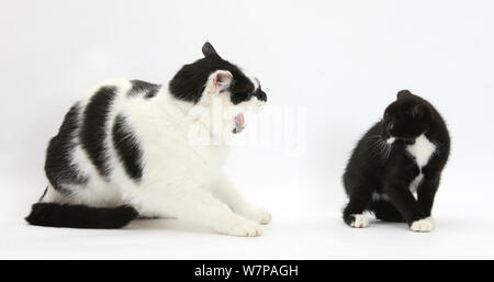 Schwarz-weiße Kater, Pablo, Zischen bei schwarz-weißen Smoking Kätzchen, Tuxie, 8 Wochen alt. Stockfoto