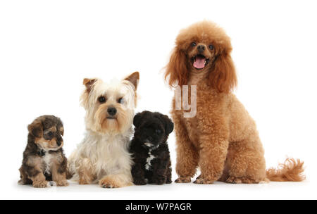 Yorkie Mutter, Evie und Pudel Vater, Raggie, mit Yorkipoo Welpen, 6 Wochen alt. Stockfoto