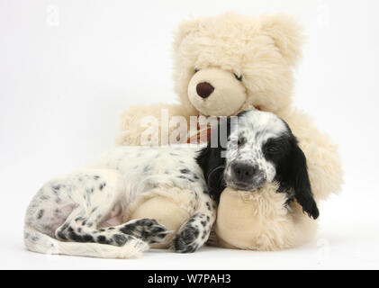 Schwarz-weiß-Border Collie x Cocker Spaniel Welpen, 11 Wochen alt, schlafend auf eine Creme Teddybär. Stockfoto