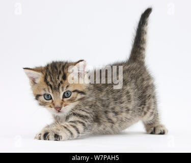 Süße verspielte tabby Kitten, Stanley, 6 Wochen alt. Stockfoto