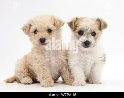 Bichon Frisé x Yorkshire Terrier Welpen, 6 Wochen alt. Stockfoto