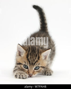 Süße verspielte tabby Kitten, Stanley, 6 Wochen alt. Stockfoto