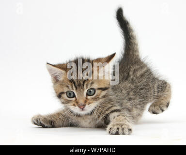 Süße verspielte tabby Kitten, Stanley, 6 Wochen alt. Stockfoto