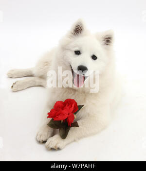 Weiß Japan Spitz Hund, Sushi, 6 Monate alt, mit einer roten Rose. Stockfoto