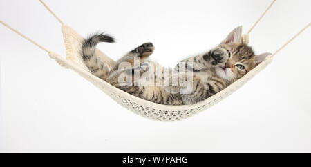 Cute tabby Kitten, Stanley, 7 Wochen alt, liegt in einer Hängematte. Stockfoto