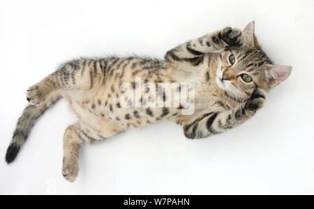 Tabby Kitten männlich, Stanley, 3 Monate alt, spielerisch Rollen auf seinem Rücken. Stockfoto