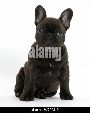 Dark brindle Französische Bulldogge Welpe, Bacchus, 9 Wochen alt, sitzen. Stockfoto