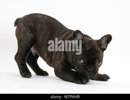 Dark brindle Französische Bulldogge Welpe, Bacchus, 9 Wochen alt, im Spiel - Bug Haltung. Stockfoto