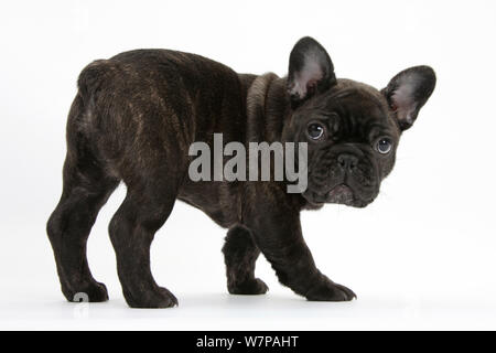Dark brindle Französische Bulldogge Welpe, Bacchus, 9 Wochen alt. Stockfoto