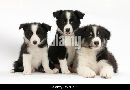 Drei schwarz-weißen Border Collie Welpen Stockfoto