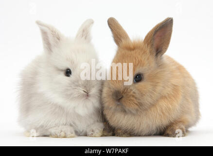 Zwei Baby Lionhead kreuz Lop bunnies. Stockfoto