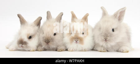 Vier baby Lionhead kreuz Lop bunnies in einer Reihe. Stockfoto