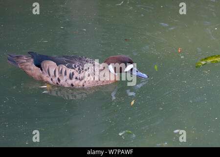 Bronze/Kotflügel Brillenbär Enten (Anas specularis) Fütterung auf Wasseroberfläche, Captive aus Südamerika, Stockfoto